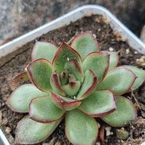 Echeveria Fire Pillar