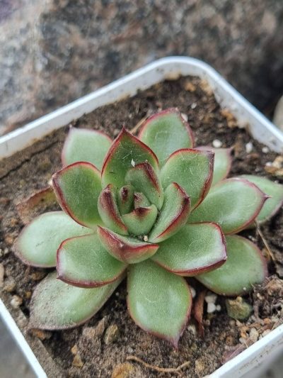 Echeveria Fire Pillar