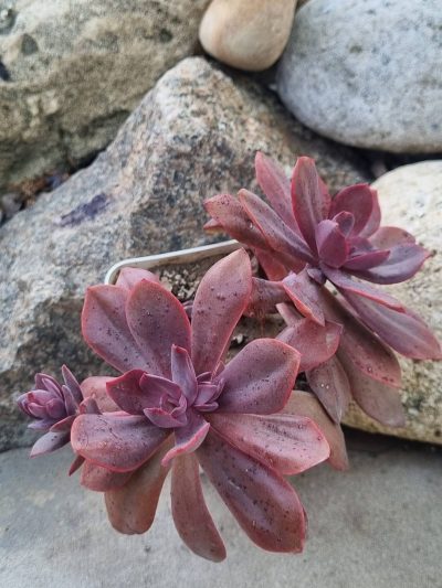 Echeveria Hanaikada - Зображення 2