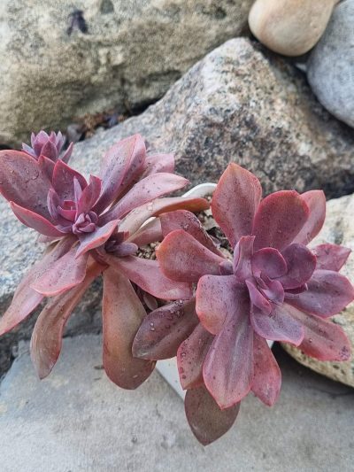 Echeveria Hanaikada - Зображення 3