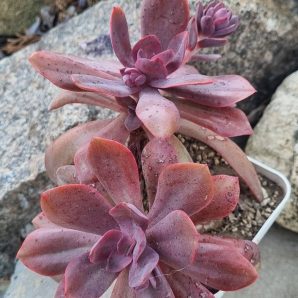 Echeveria Hanaikada
