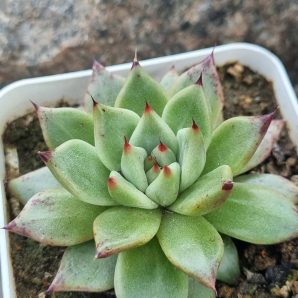 Echeveria Cuspidata x Ebony