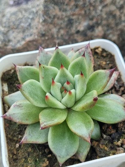 Echeveria Cuspidata x Ebony