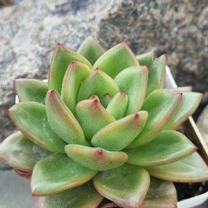 Echeveria agavoides Red Tip