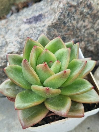 Echeveria agavoides Red Tip