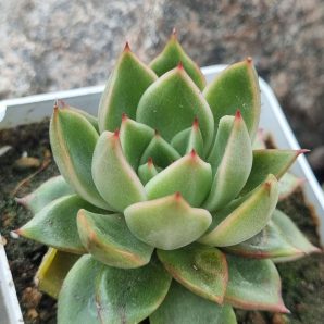 Echeveria agavoides Mira