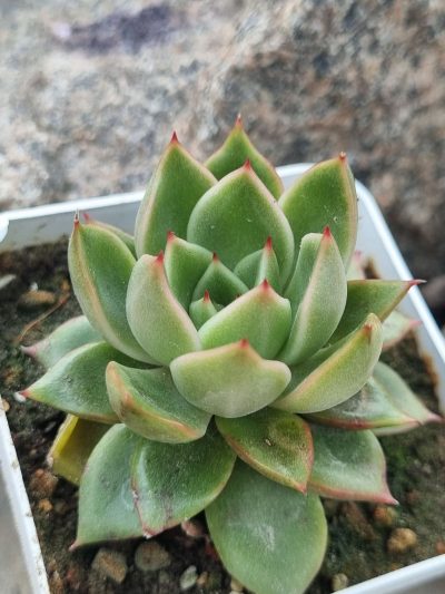 Echeveria agavoides Mira
