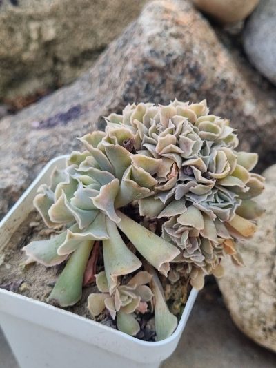 Echeveria Nichi cristata - Зображення 3