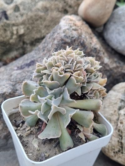 Echeveria Nichi cristata - Зображення 2