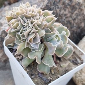 Echeveria Nichi cristata