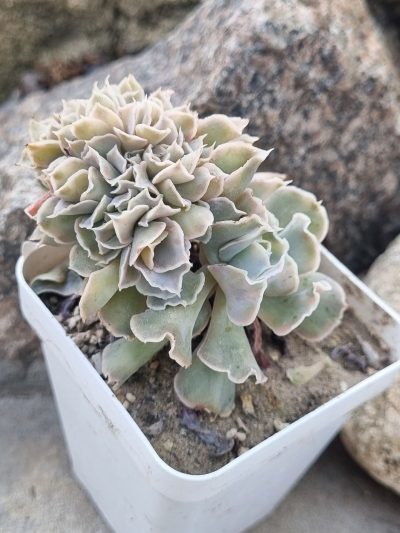 Echeveria Nichi cristata