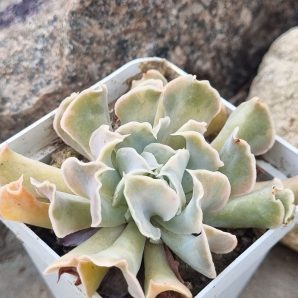 Echeveria Nichi