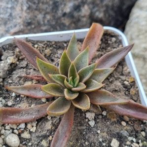 Echeveria Lutea