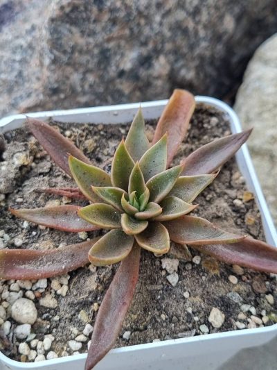 Echeveria Lutea