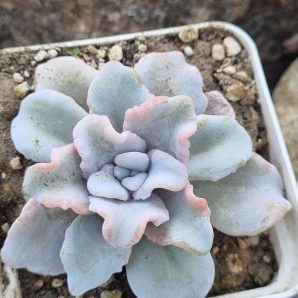 Echeveria Crispate Beauty
