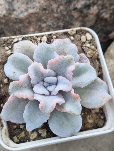 Echeveria Crispate Beauty