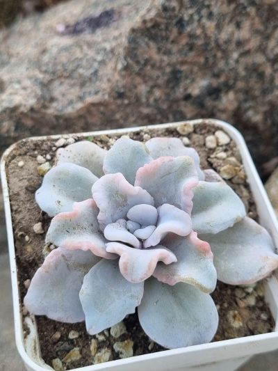 Echeveria Crispate Beauty - Зображення 2