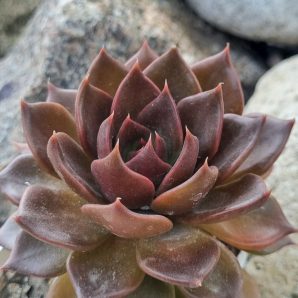 Echeveria Black Prince