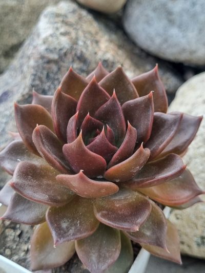 Echeveria Black Prince