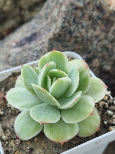 Echeveria Peach pride var - Зображення 2