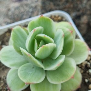 Echeveria Peach pride var