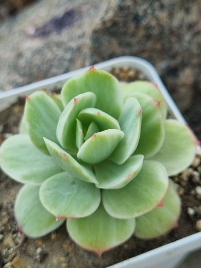 Echeveria Peach pride var