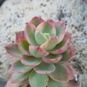 Echeveria Pink Vera var