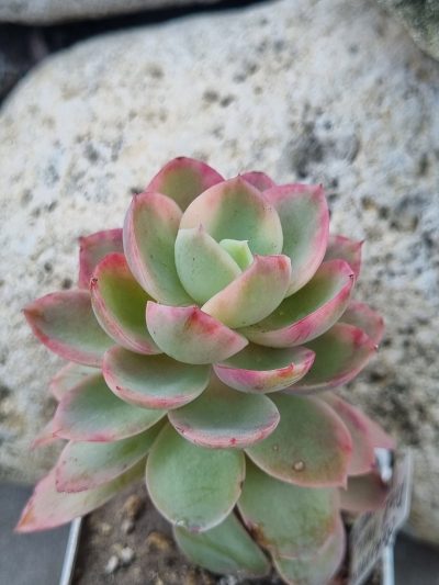 Echeveria Pink Vera var