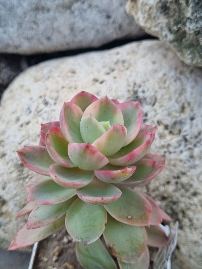Echeveria Pink Vera var - Зображення 2