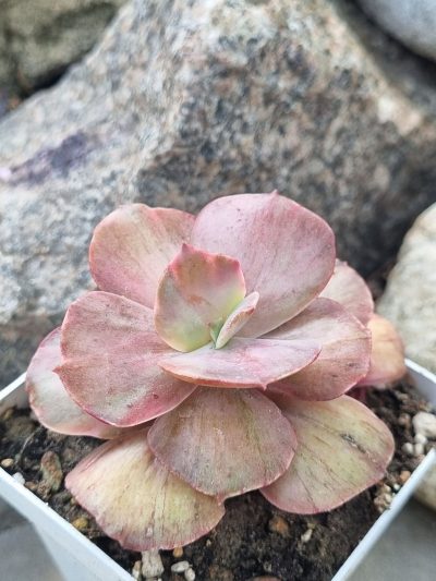 Echeveria Suyon Frill /Red Phoenix variegated - Зображення 2