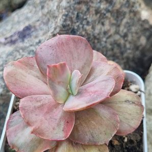 Echeveria Suyon Frill /Red Phoenix variegated