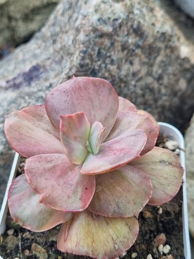 Echeveria Suyon Frill /Red Phoenix variegated