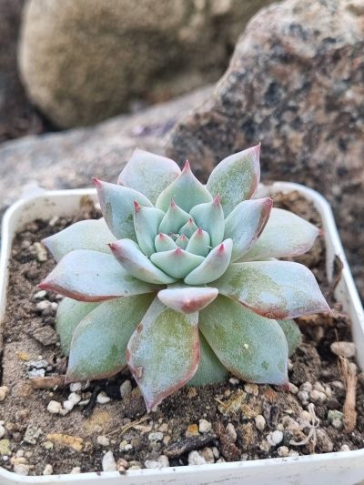 Echeveria Blue Bird - Зображення 2