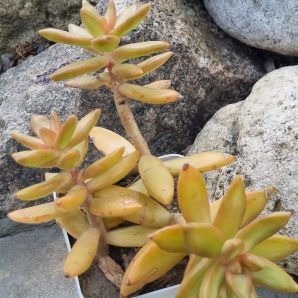 Sedum Nussbaumerianum