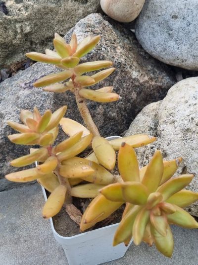 Sedum Nussbaumerianum