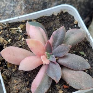 Echeveria Hanaikada var