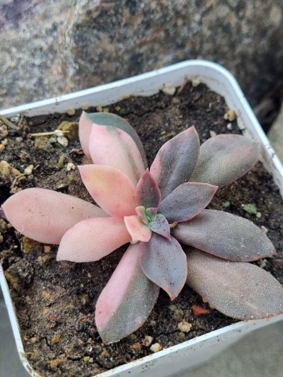 Echeveria Hanaikada var