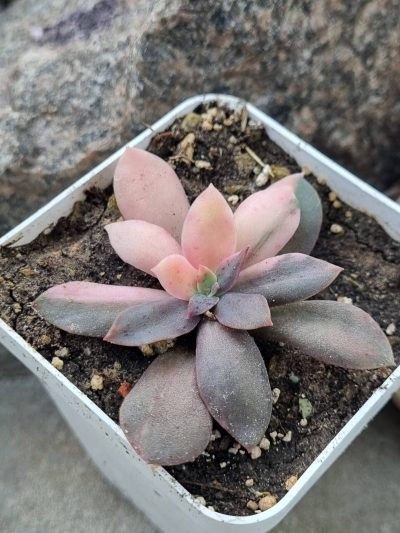 Echeveria Hanaikada var - Зображення 2