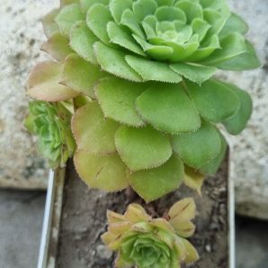 Aeonium Aizoon