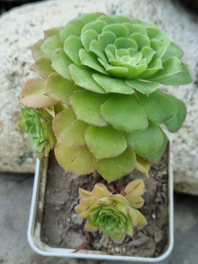 Aeonium Aizoon