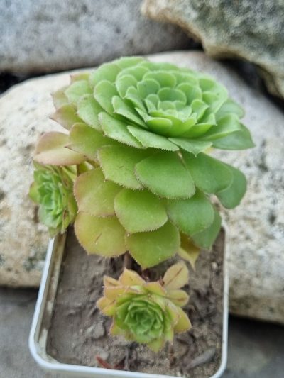 Aeonium Aizoon - Зображення 2