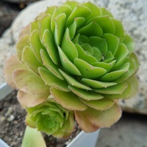 Aeonium Aizoon