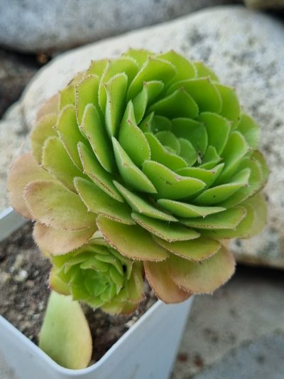 Aeonium Aizoon