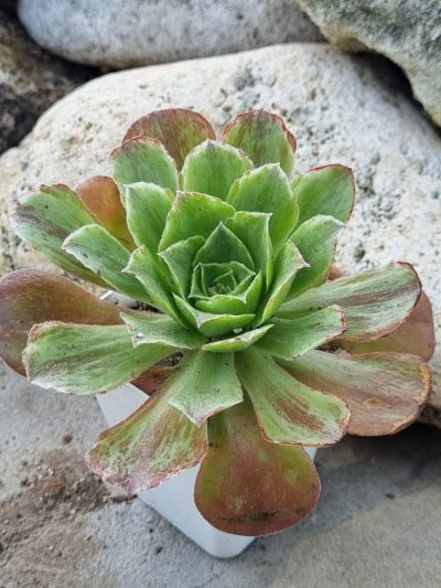 Aeonium Taeyang var - Зображення 2