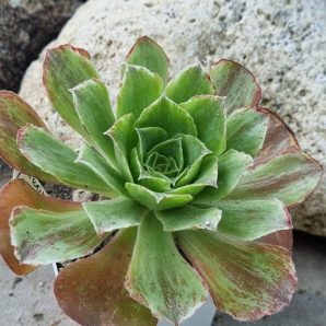 Aeonium Taeyang var