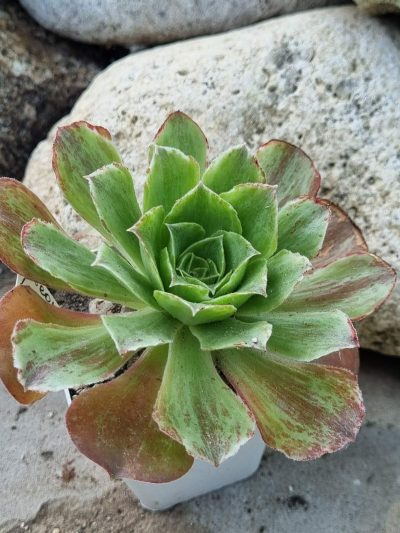 Aeonium Taeyang var