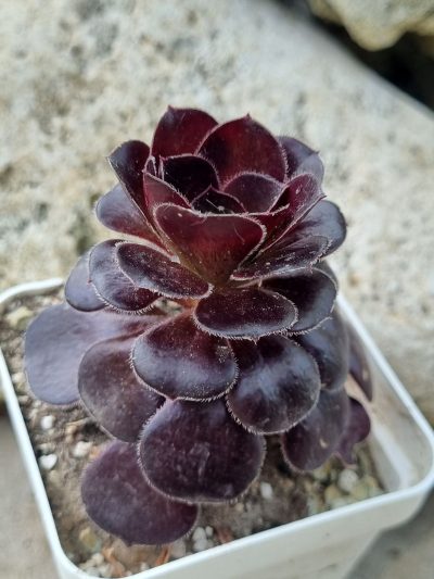 Aeonium Plum Purdy - Зображення 2