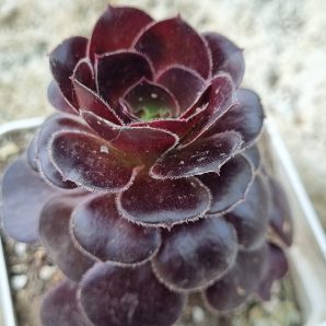 Aeonium Plum Purdy