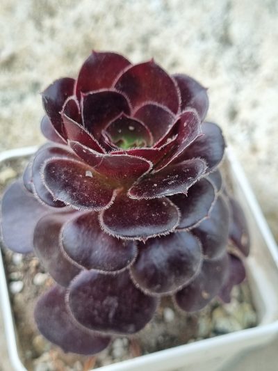 Aeonium Plum Purdy