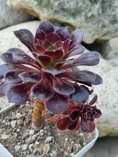 Aeonium Toffee Apple - Зображення 2